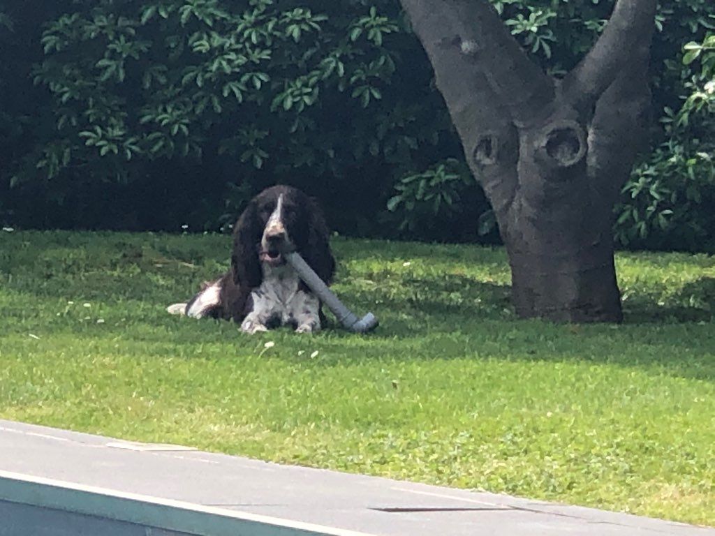 Des Doux Rêves D'Abby - Oggy les bons tuyaux....