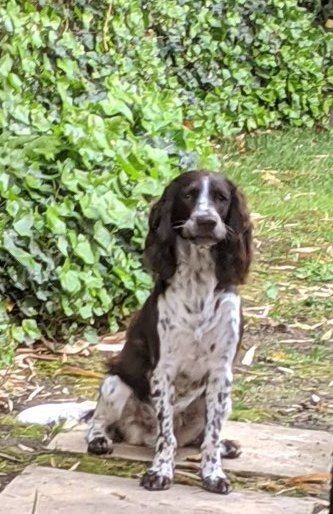 Des Doux Rêves D'Abby - Oggy a trouvé les mulots