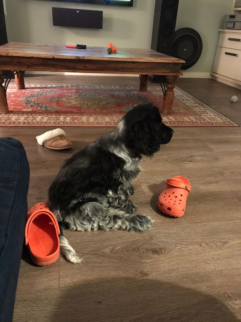 Des Doux Rêves D'Abby - Barnaby aime les chaussures