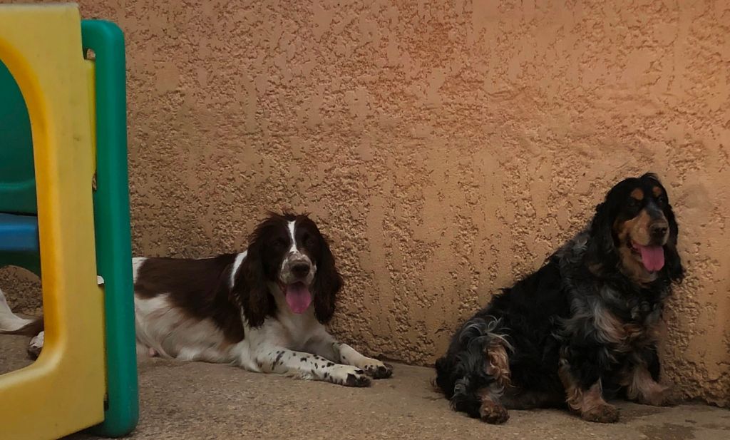 Des Doux Rêves D'Abby - pourquoi Mademoiselle ( à gauche) et Liza sont fatiguées...