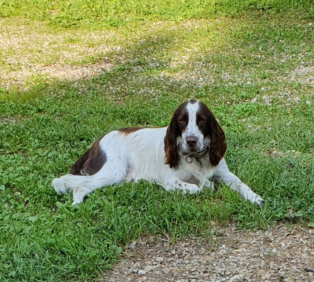 Des Doux Rêves D'Abby - Oslo (ddra) le beau gosse