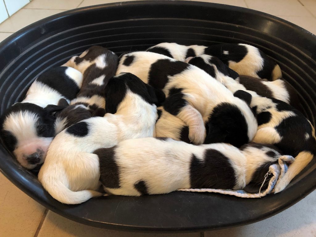 chiot English Springer Spaniel Des Doux Rêves D'Abby